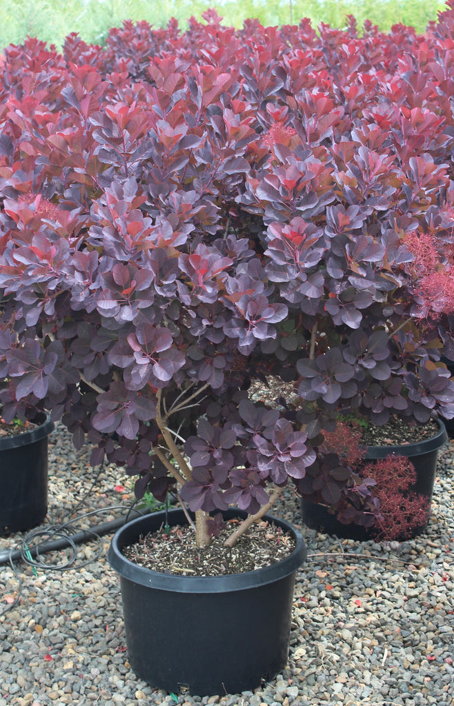 Cotinus c. 'Royal Purple' (CG)