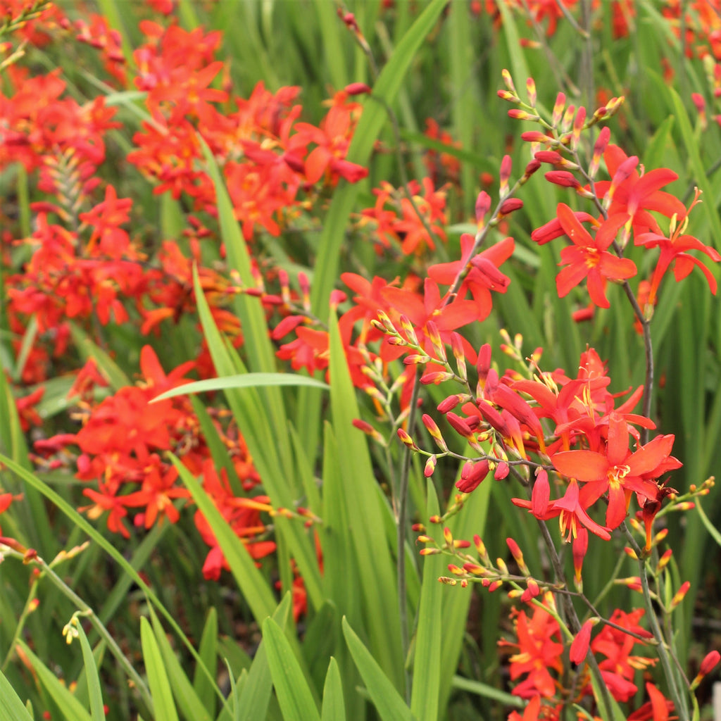 Crocosmia ERIKA™ (red)