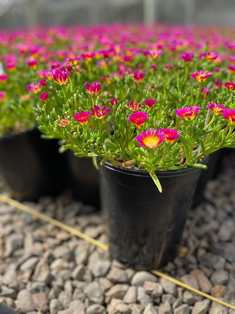 Delosperma WHEELS OF WONDER™ Hot Pink Wonder PP26157