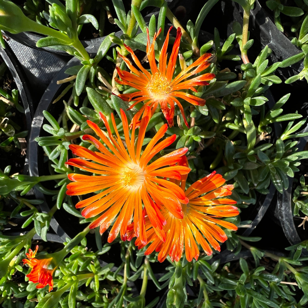 Delosperma 'Ocean Sunset Orange Vibe'