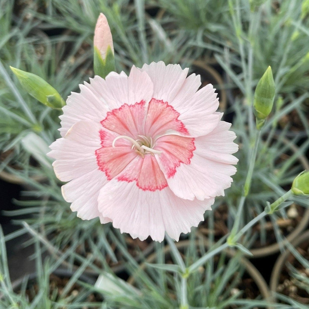 Dianthus AMERICAN PIE™ Georgia Peach PPAF (blush pink and coral)