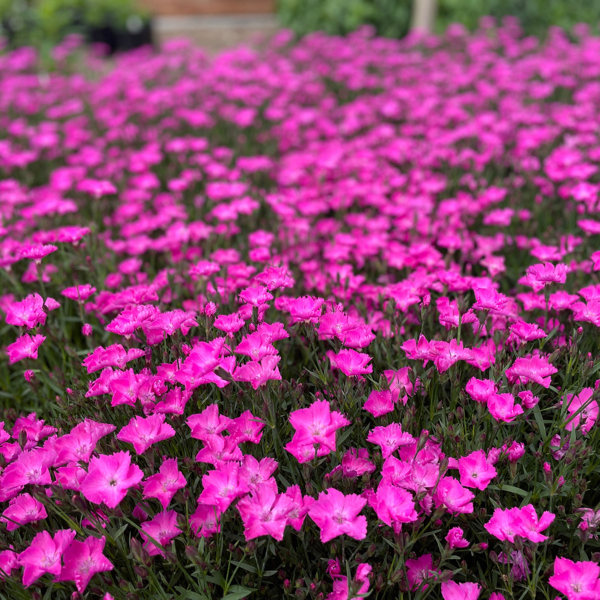 Dianthus BEAUTIES® Kahori (pink)