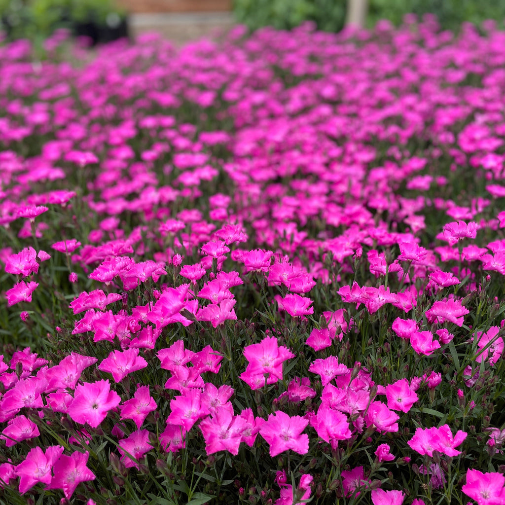Dianthus BEAUTIES® Kahori (pink)
