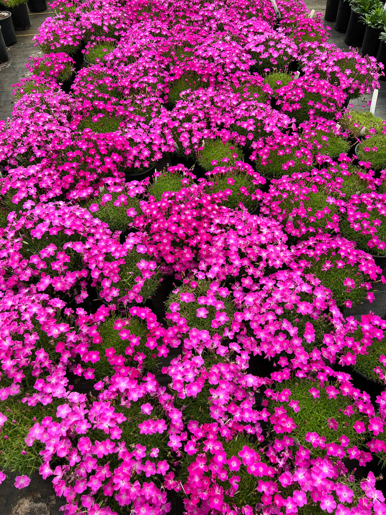 Dianthus BEAUTIES® Kahori (pink) – Loen Nursery, Inc.