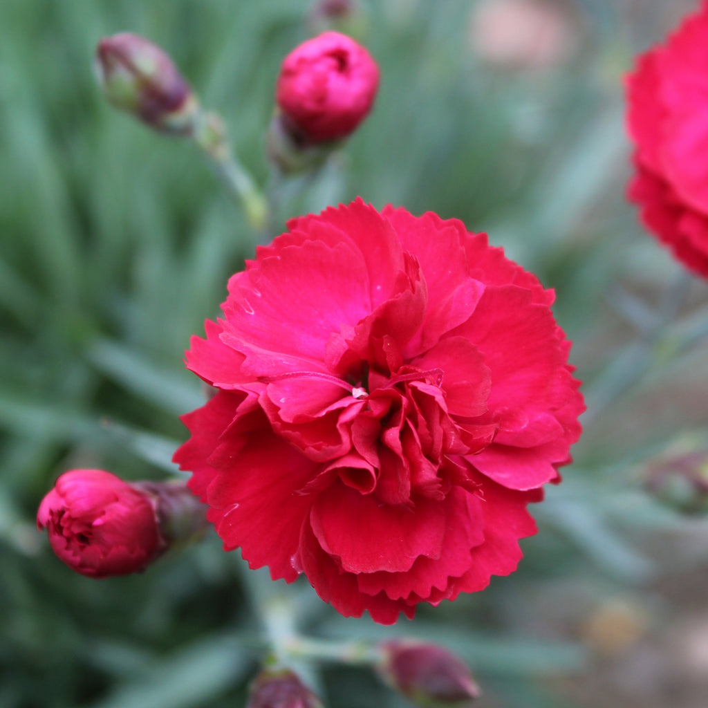 Dianthus EARLY BIRD™ Radiance PP21418 (red)