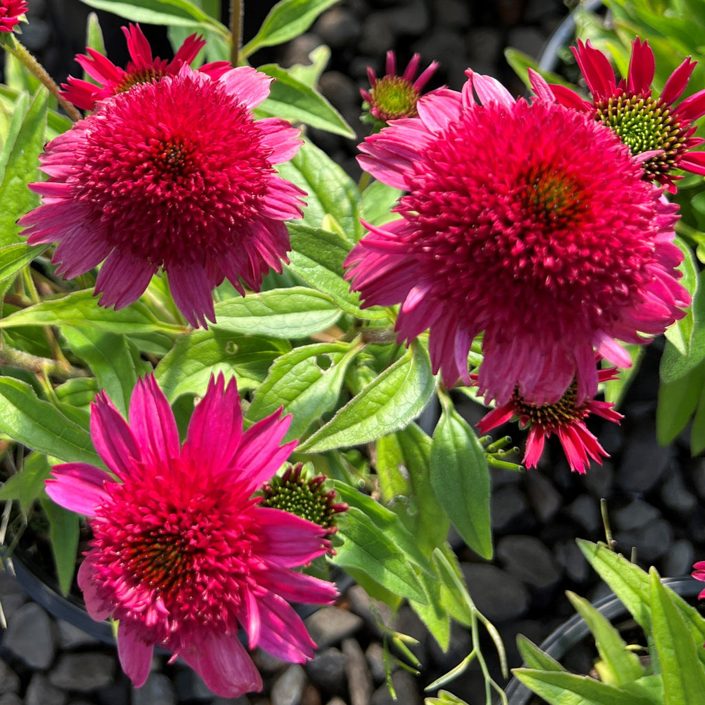 Echinacea SUNNY DAYS™ 'Ruby' PPAF (red)