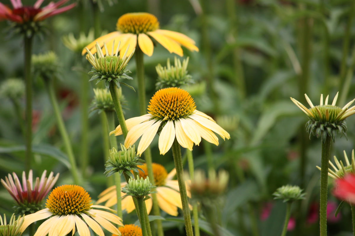 Echinacea 'Cheyenne Spirit' PPAF (multi-color)