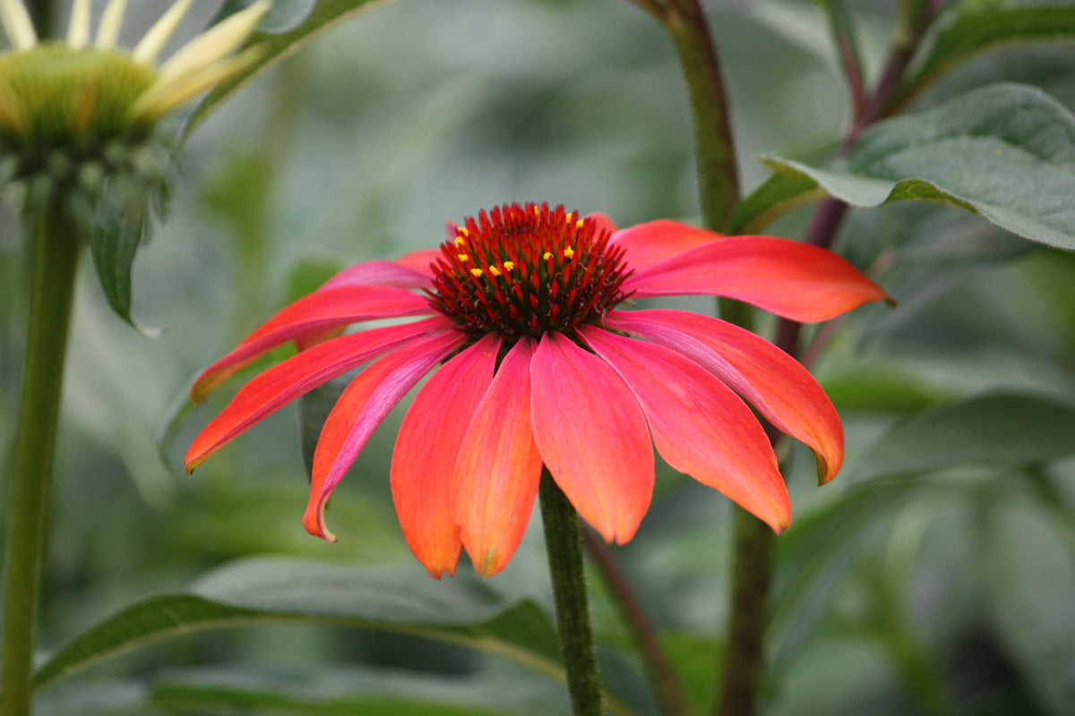 Echinacea 'Cheyenne Spirit' PPAF (multi-color)