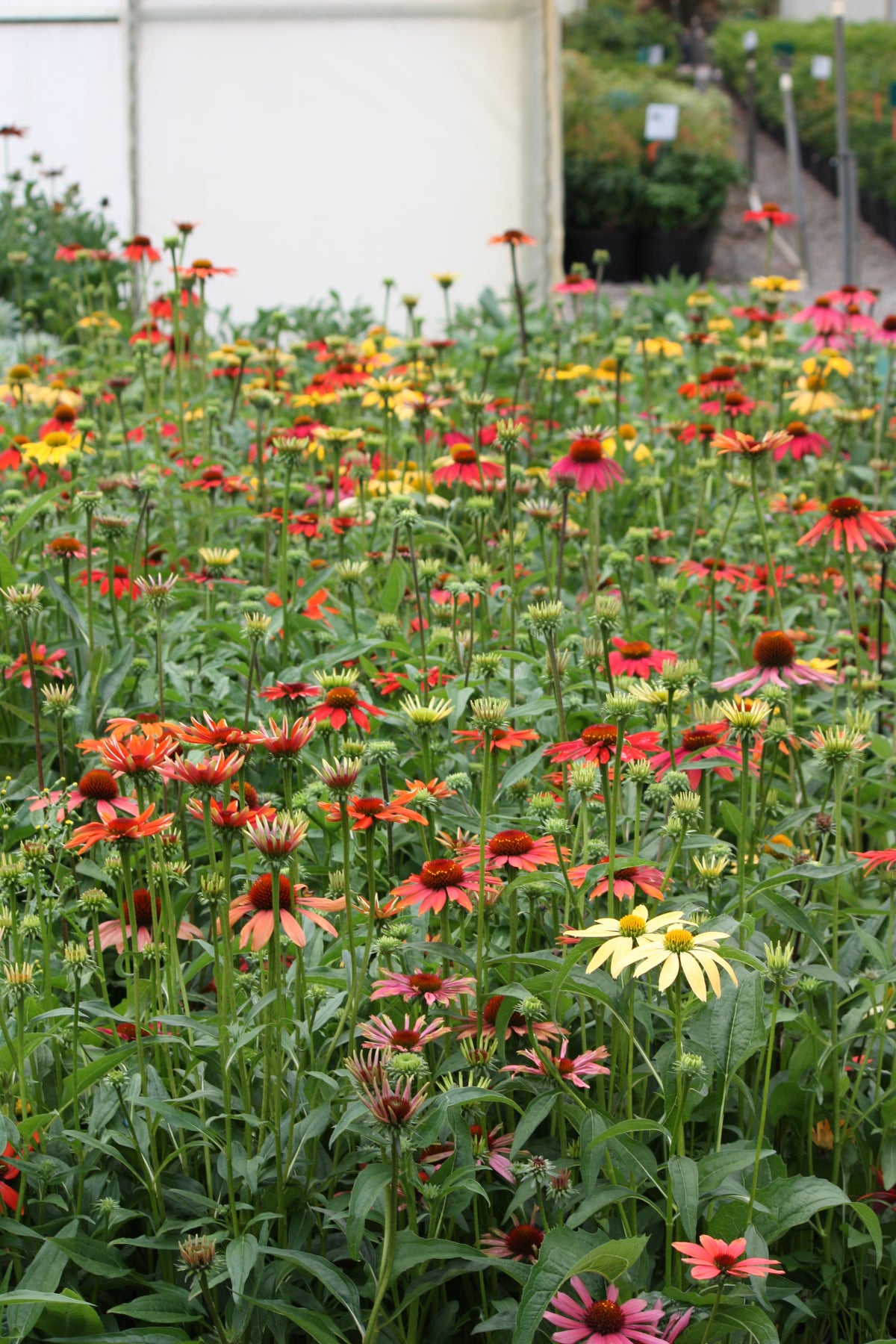 Echinacea 'Cheyenne Spirit' PPAF (multi-color)