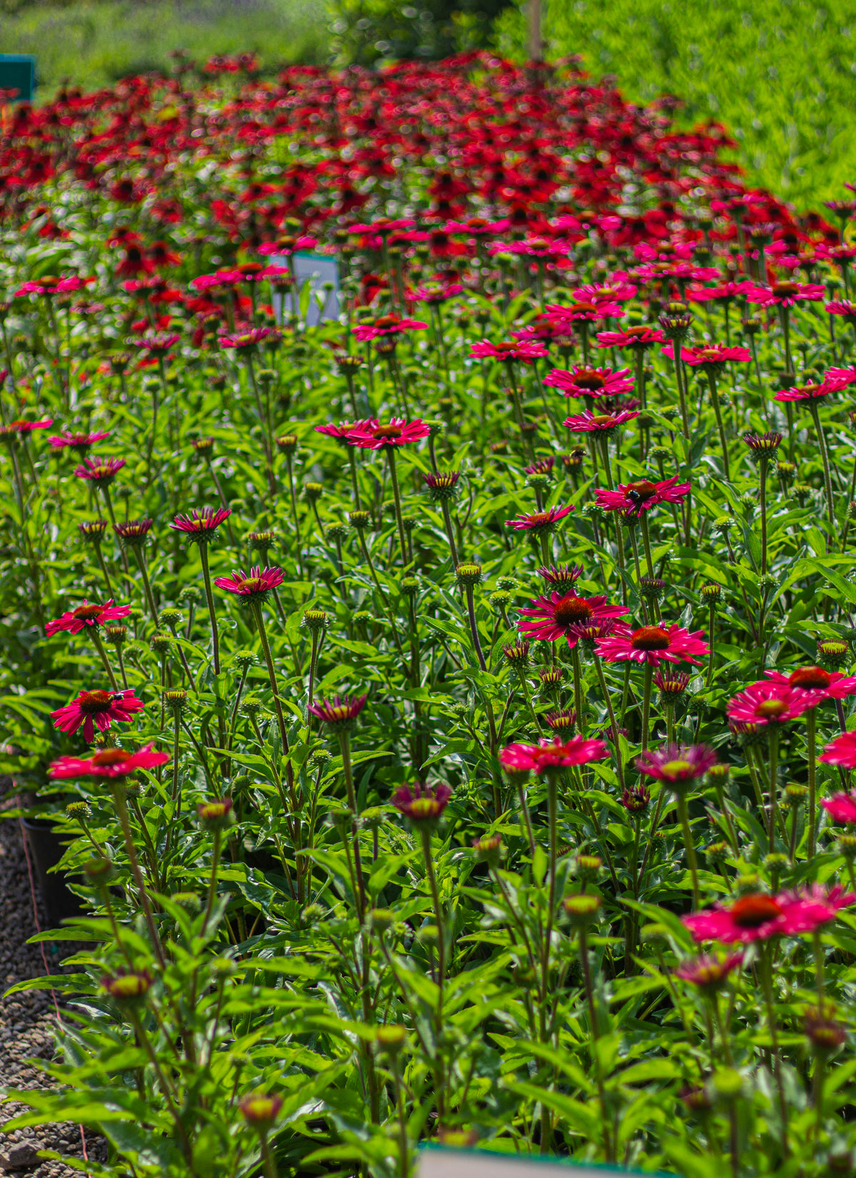 Echinacea KISMET® 'Raspberry' PP28768 (pink)