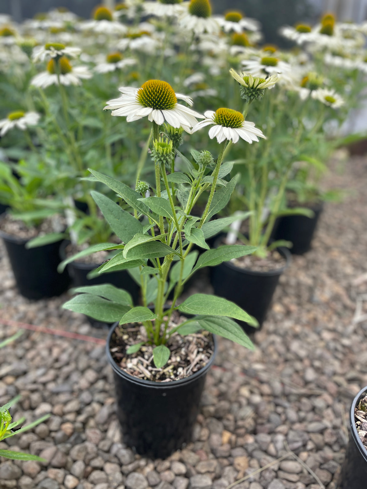 Echinacea KISMET® White PPAF (white)
