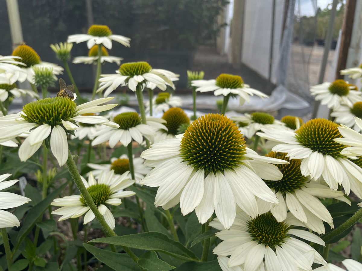 Echinacea KISMET® White PPAF (white)