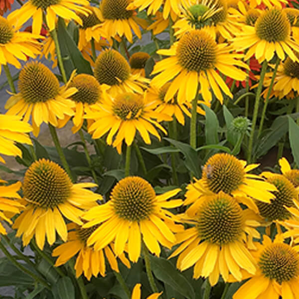 Echinacea KISMET® Yellow PP29922 (yellow)
