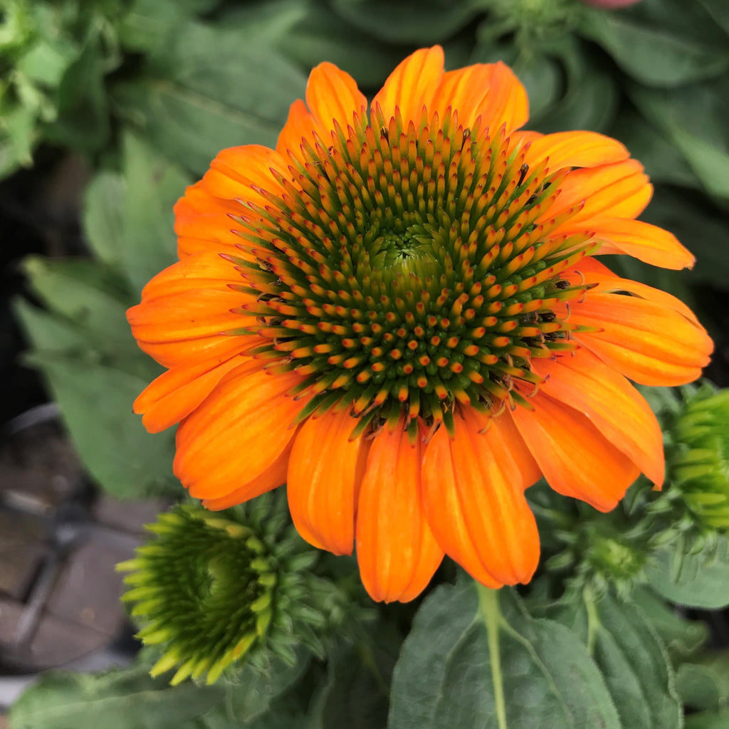 Echinacea p. SOMBRERO® 'Adobe Orange' PP26639 (orange)