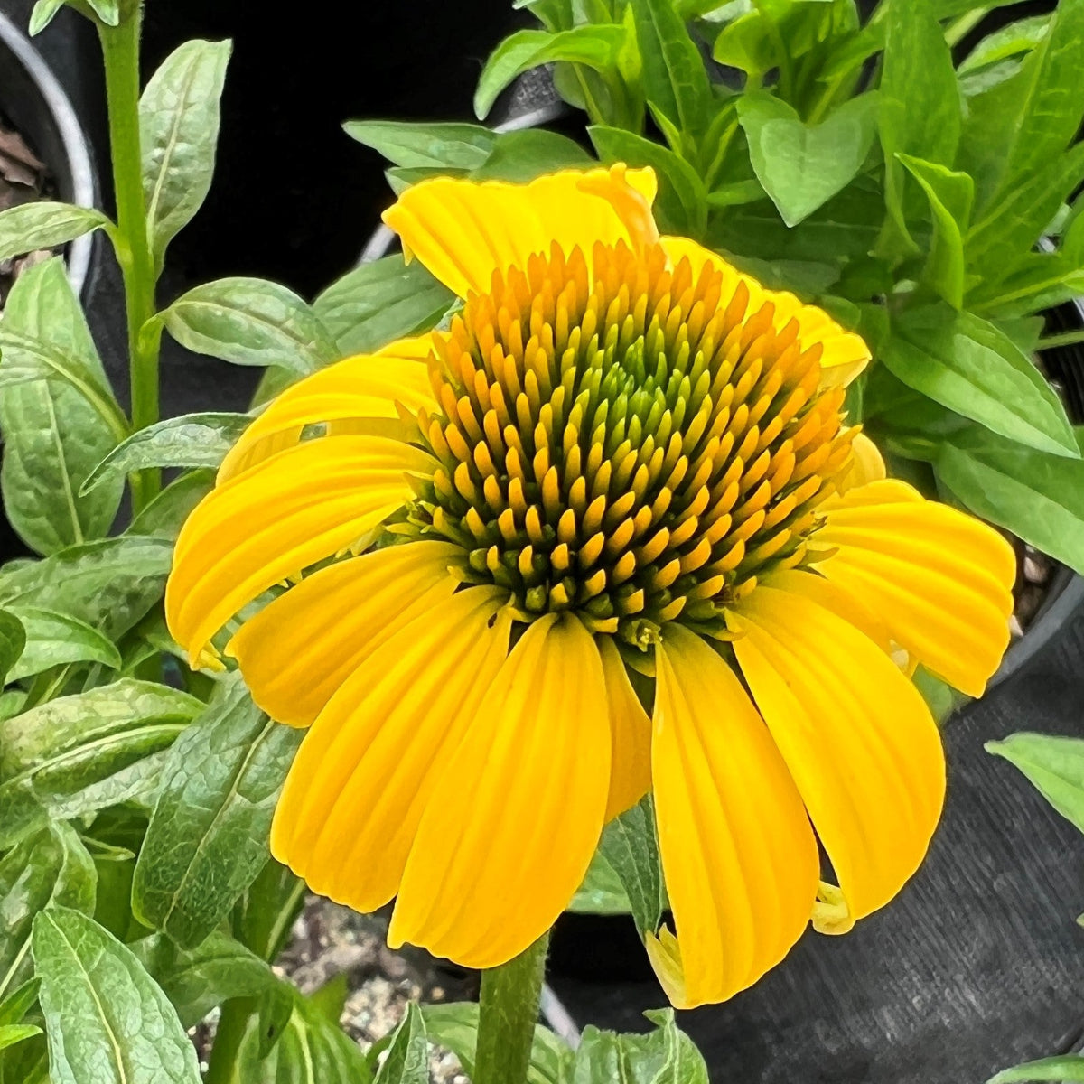 Echinacea p. SOMBRERO® 'Lemon Yellow' PP24768 (yellow)