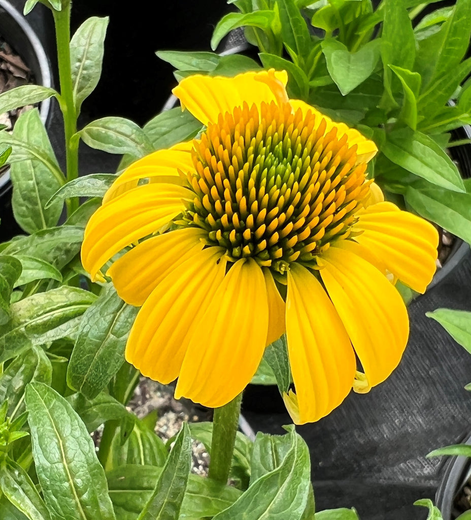 Echinacea p. SOMBRERO® 'Lemon Yellow' PP24768 (yellow)