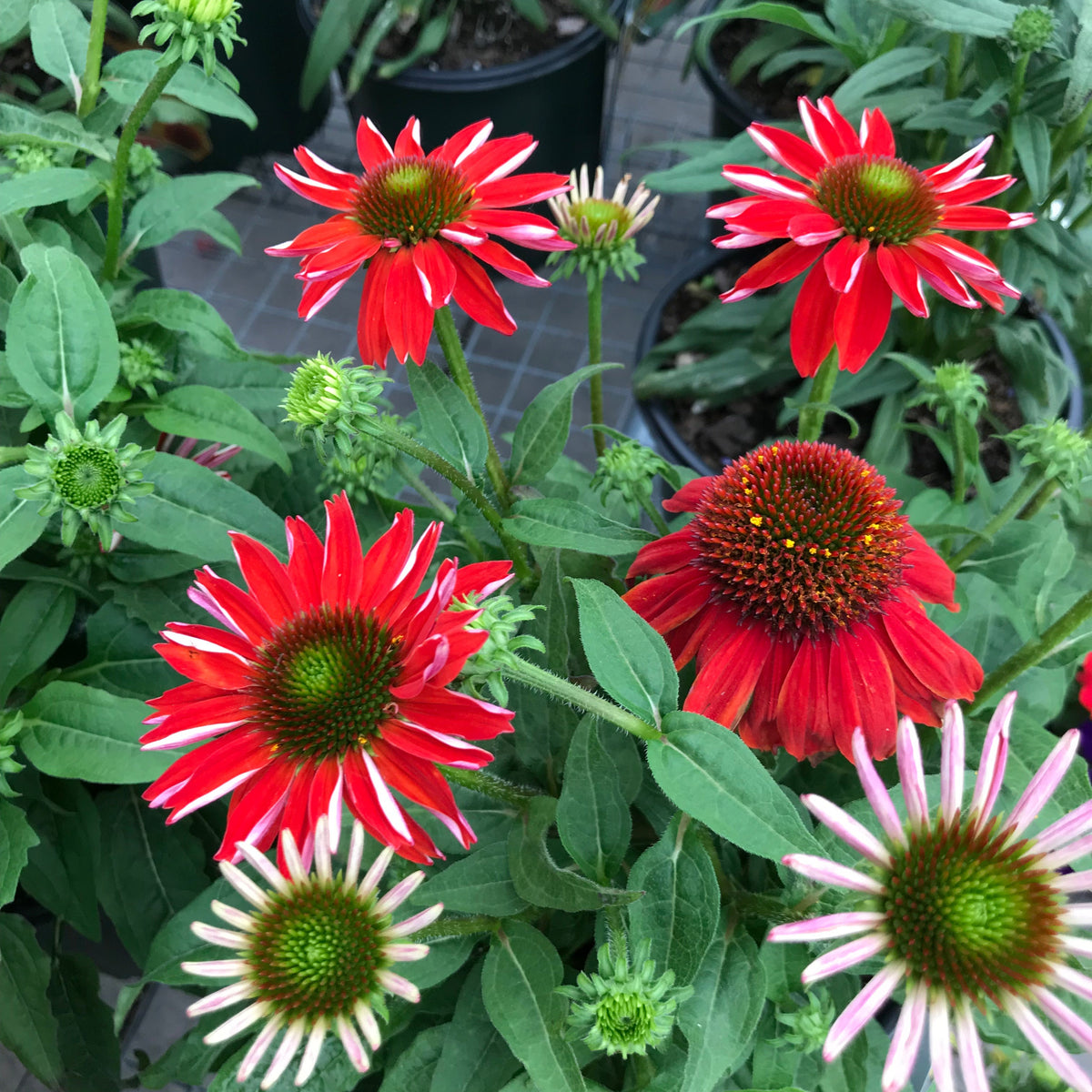 Echinacea p. SOMBRERO® 'Salsa Red' PP23105 (red)