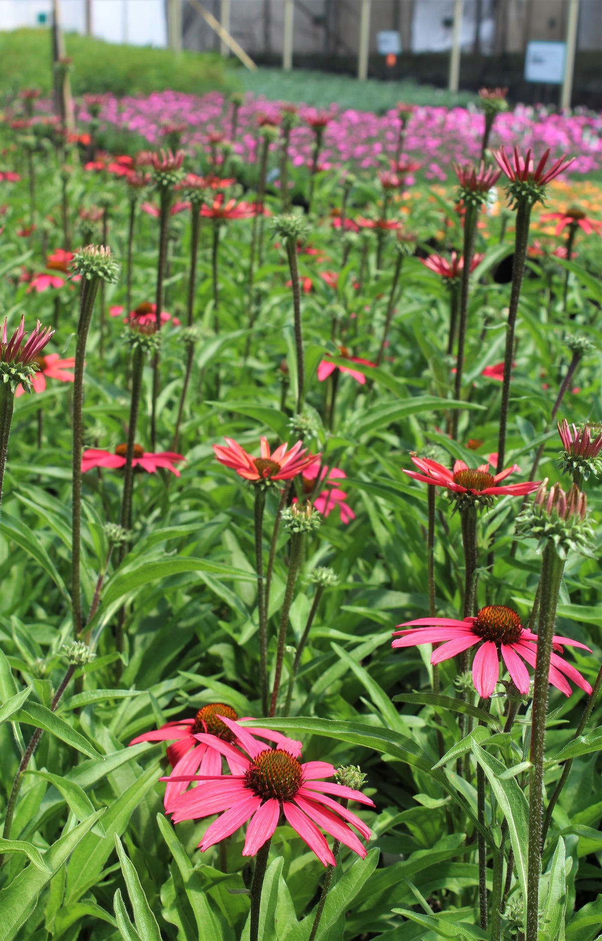 Echinacea 'Glowing Dream' PPAF (magenta)