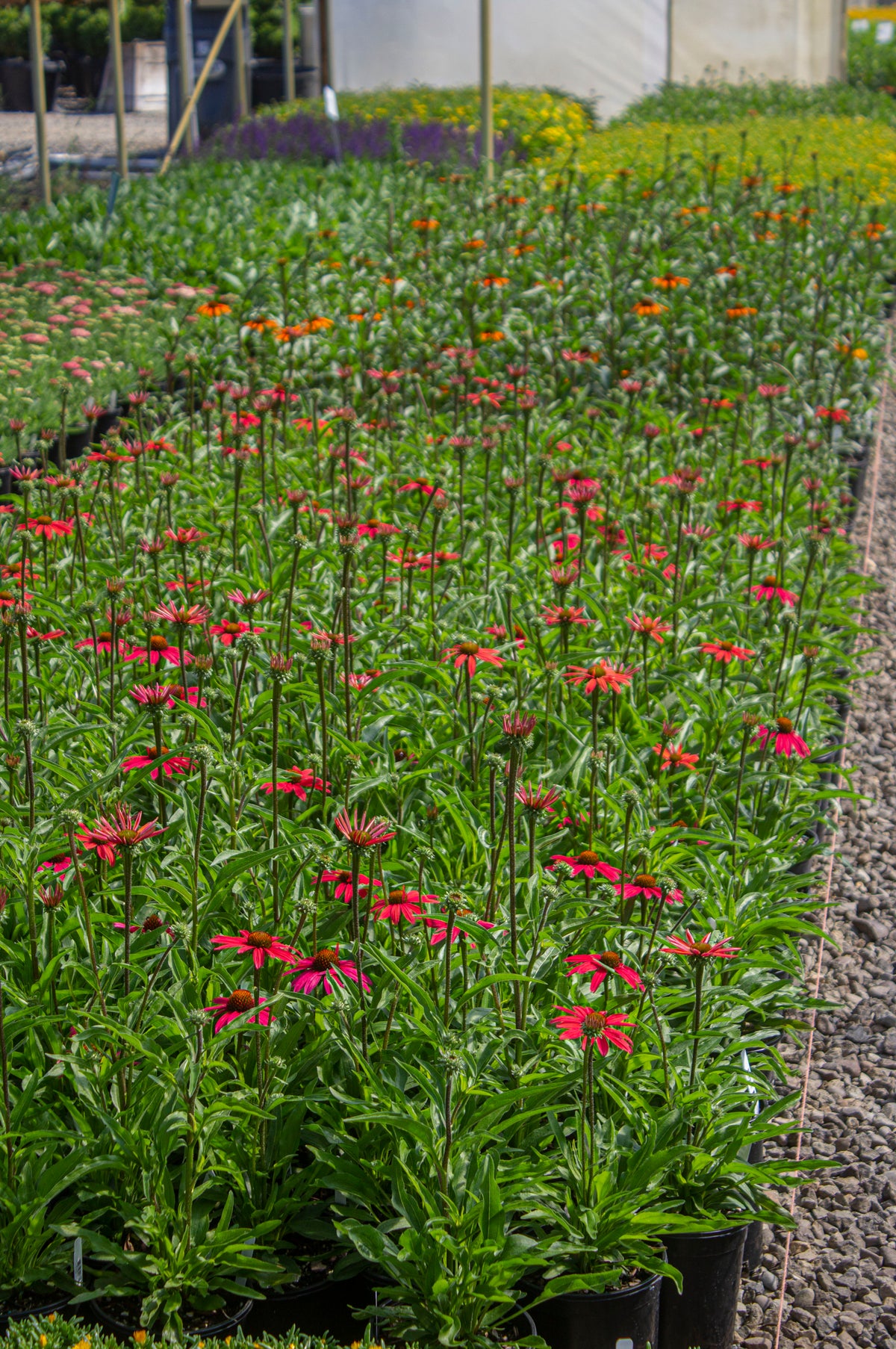 Echinacea 'Glowing Dream' PPAF (magenta)