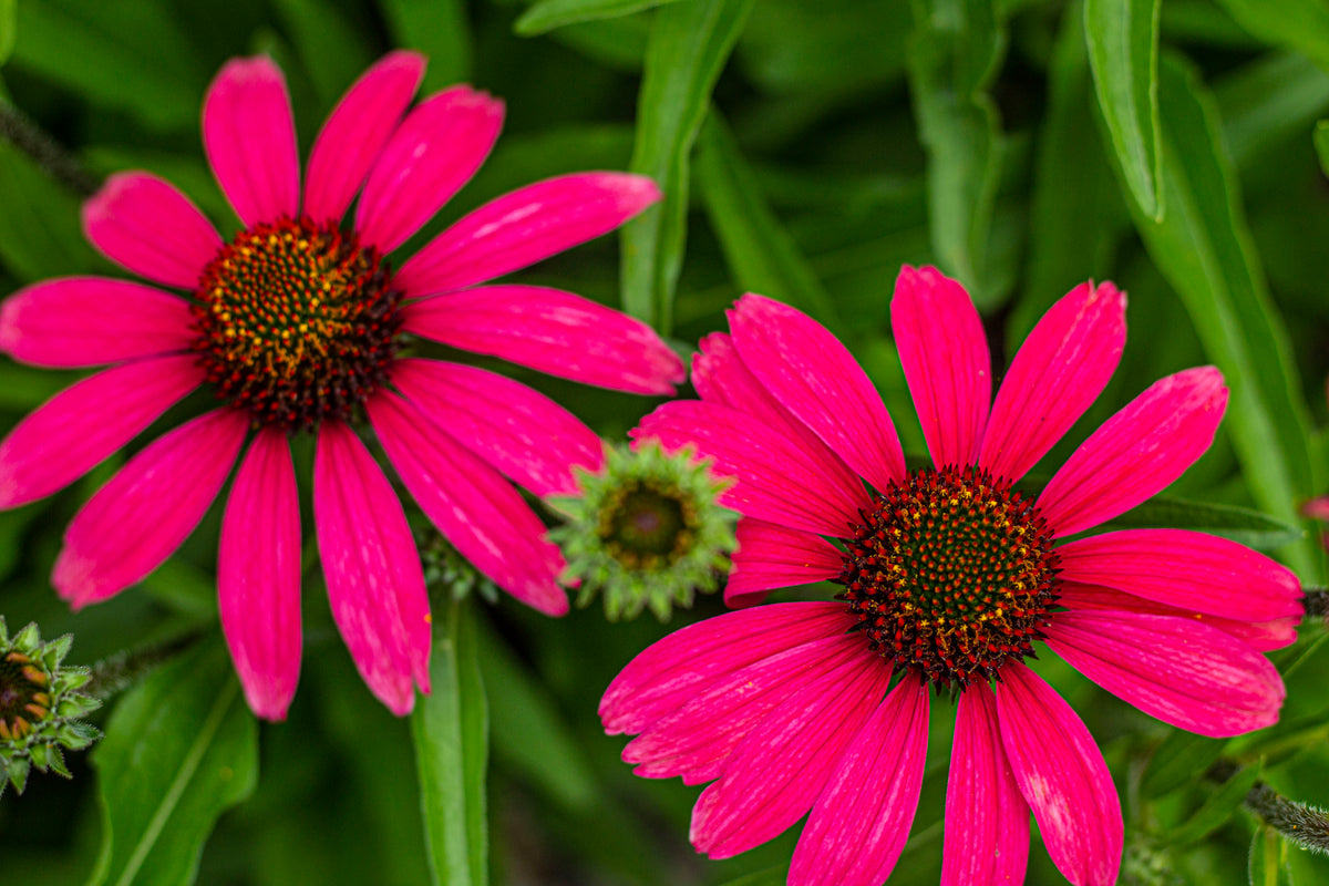 Echinacea 'Glowing Dream' PPAF (magenta)