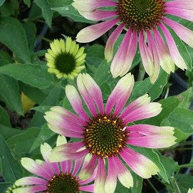 Echinacea p. 'Green Twister' (pink/green)