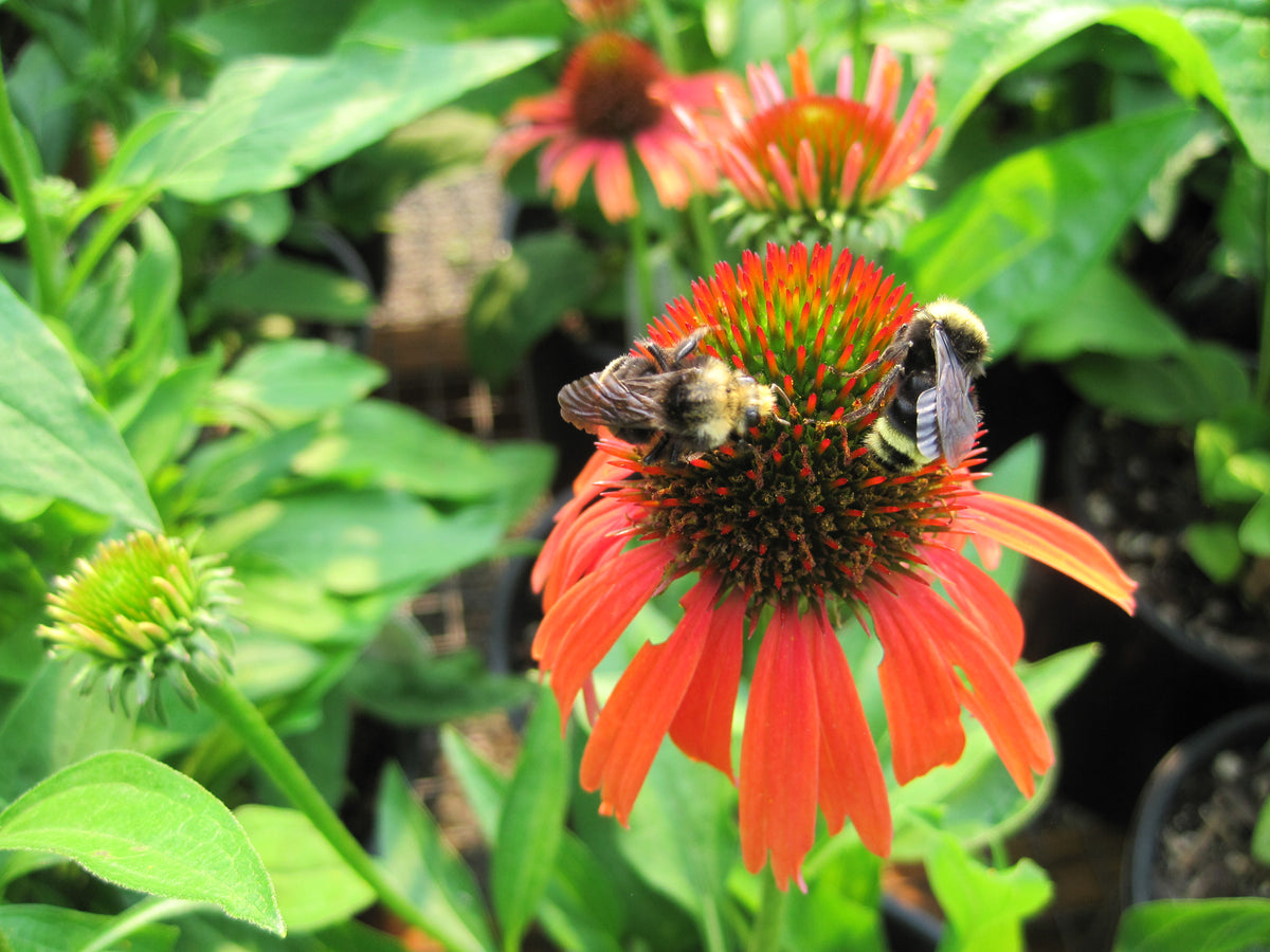 Echinacea p. BUTTERFLY™ 'Orange Skipper' (orange)
