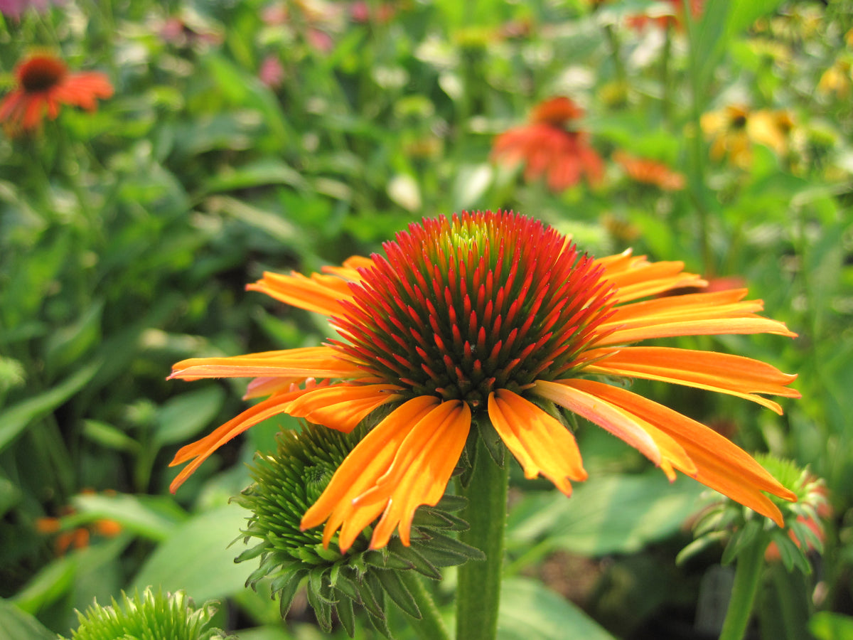 Echinacea p. BUTTERFLY™ 'Orange Skipper' (orange)