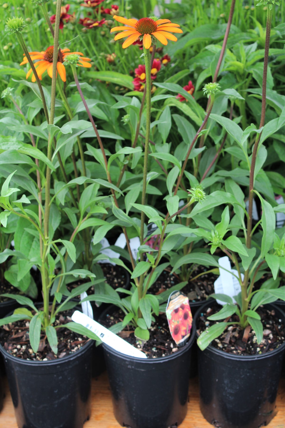 Echinacea 'Tiki Torch' PP18839 (orange)