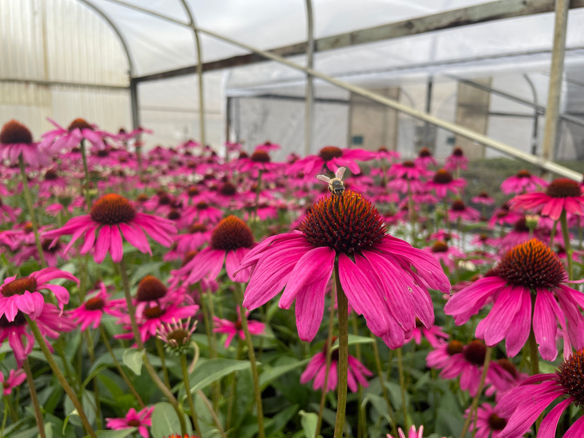 Echinacea p. BUTTERFLY™ 'Purple Emperor' PP24459 (purple)