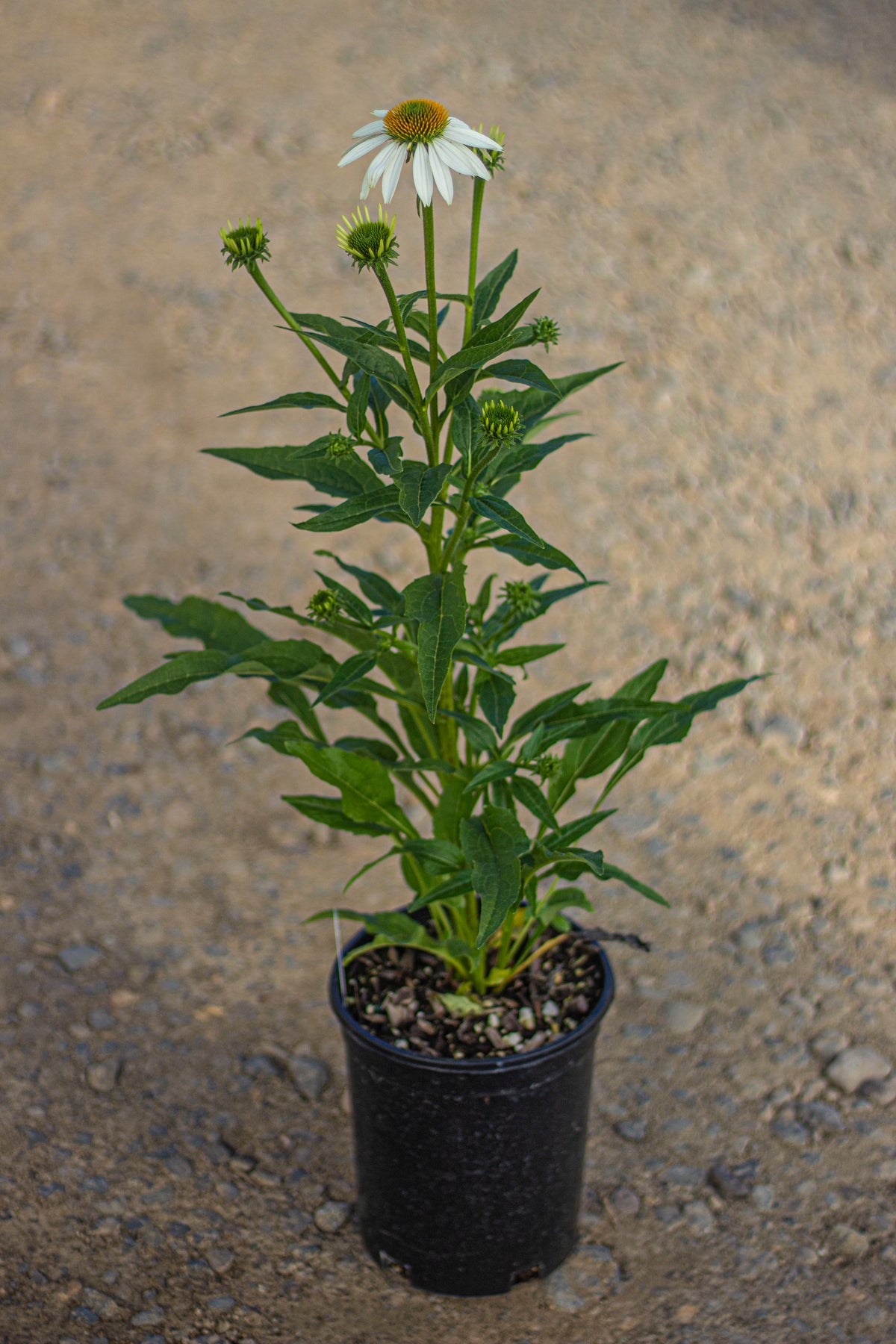 Echinacea p. POWWOW® White (white)