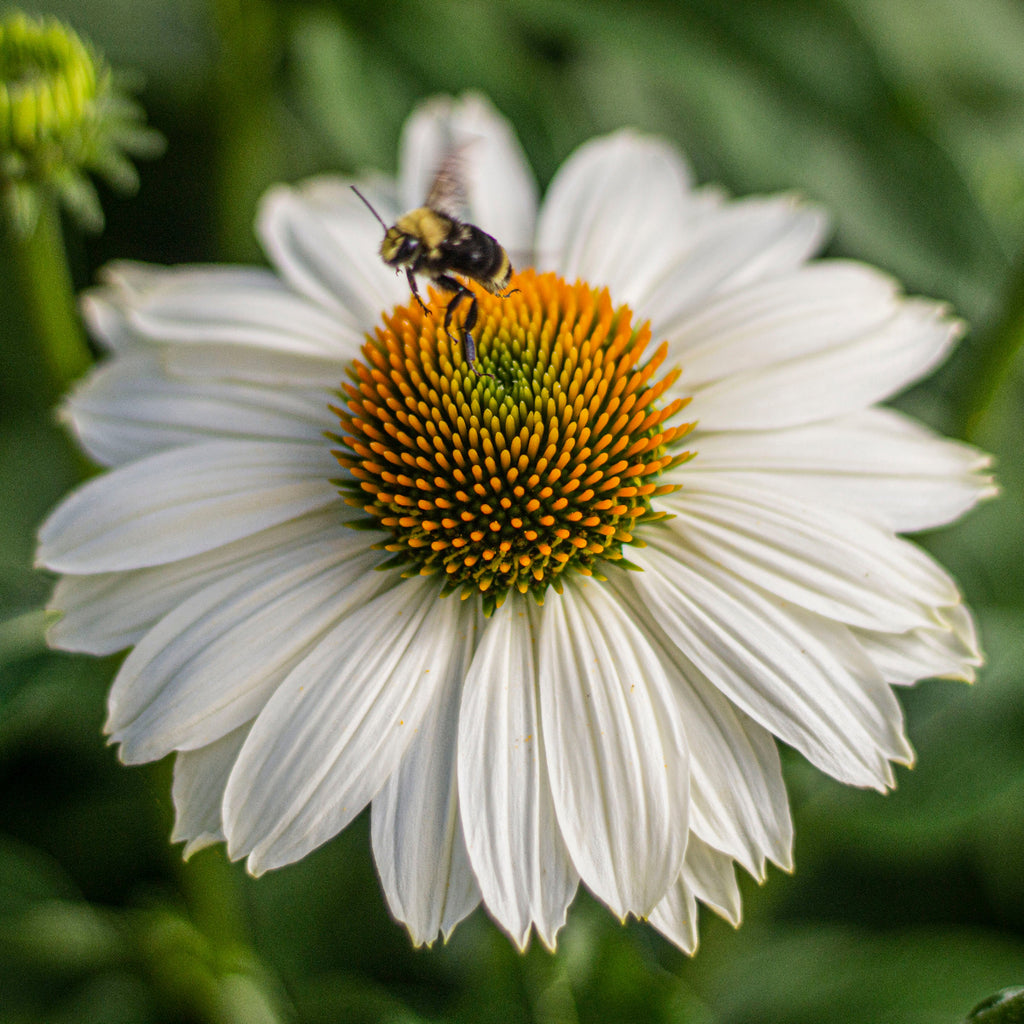 Echinacea p. POWWOW® White (white)