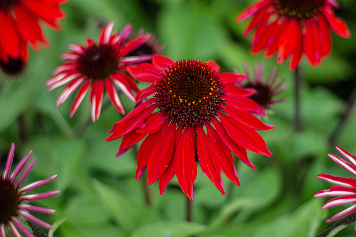 Echinacea p. SOMBRERO® 'Sangrita' PP30138 (orange/red)