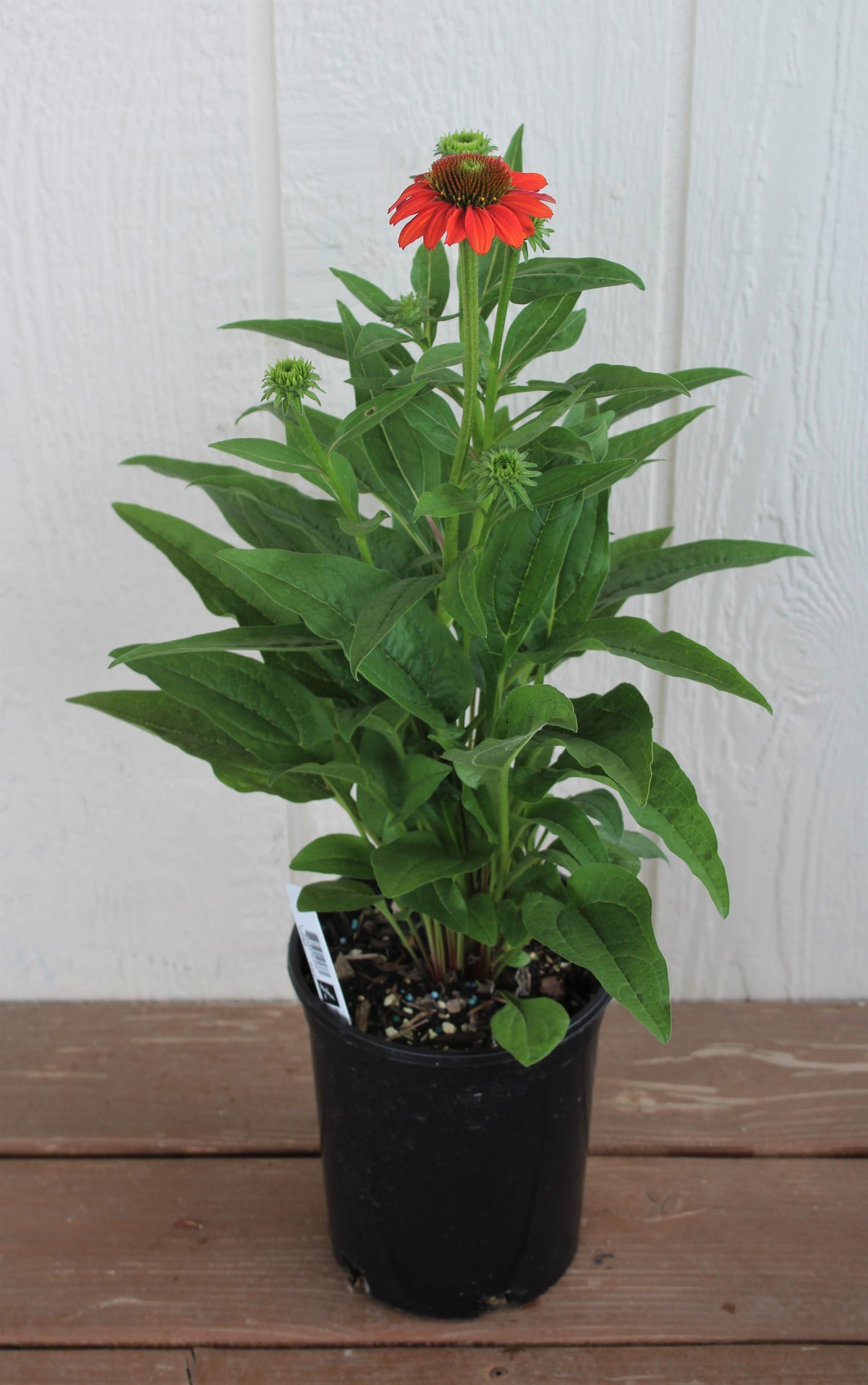 Echinacea p. SOMBRERO® 'Hot Coral' PP23097 (coral)
