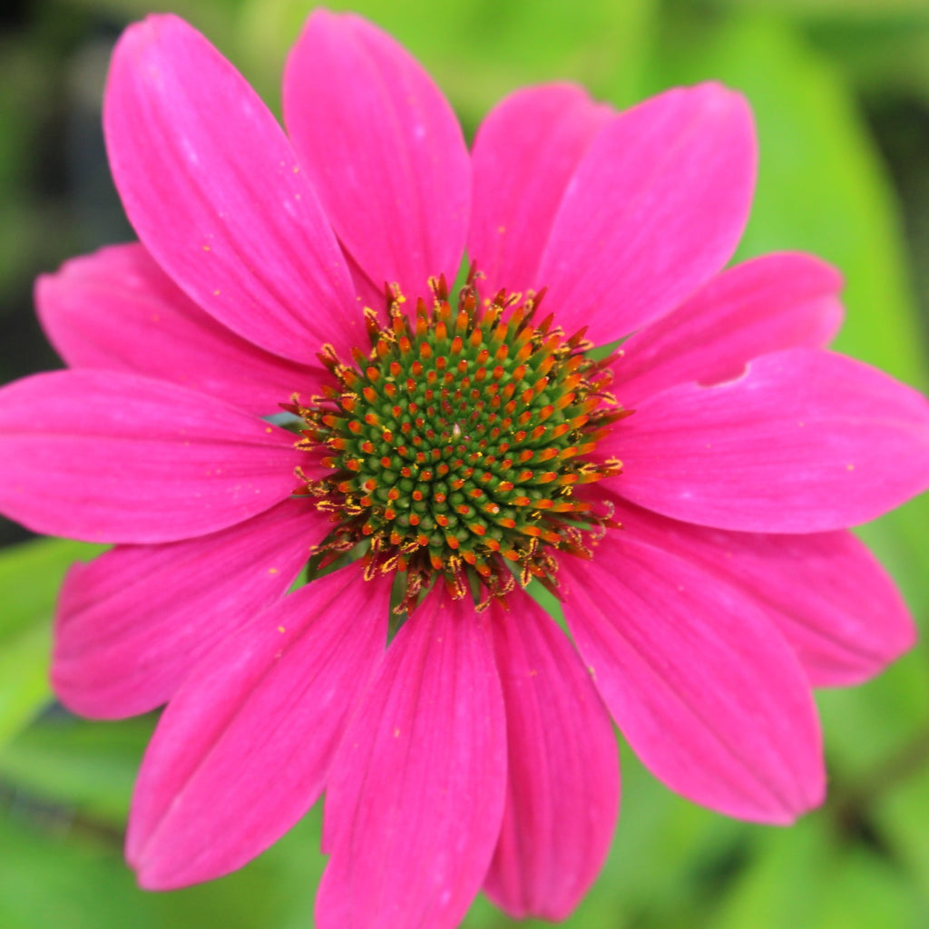 Echinacea p. POWWOW® Wild Berry (fuchsia)