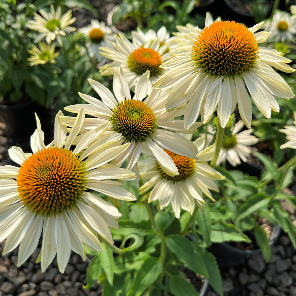 Echinacea p. PRAIRIE PILLARS 'Fragrant Angel' PP16054 (white)