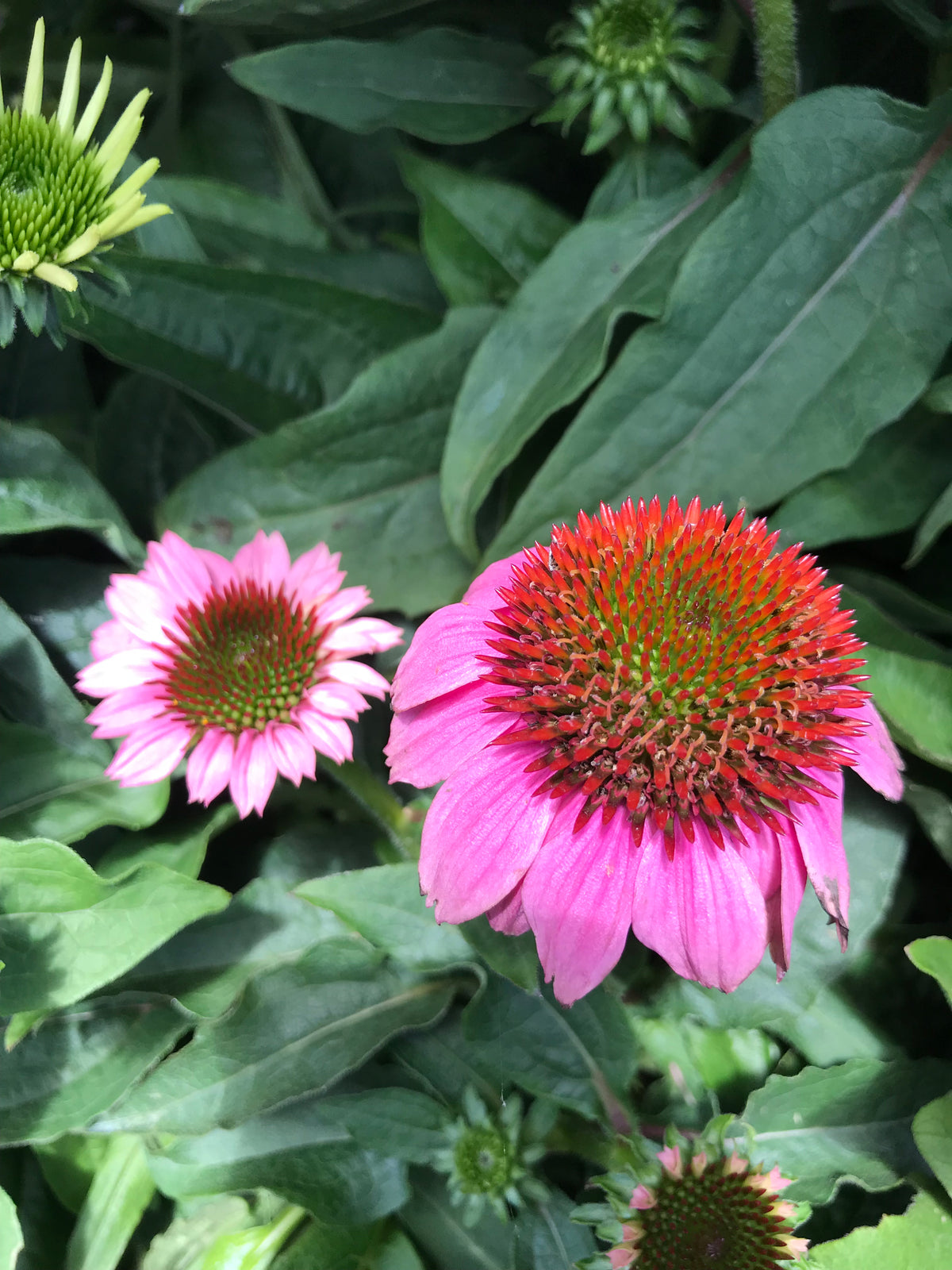 Echinacea p. POWWOW® Wild Berry (fuchsia)