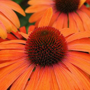 Echinacea p. BUTTERFLY™ 'Julia' PP24629 (orange)