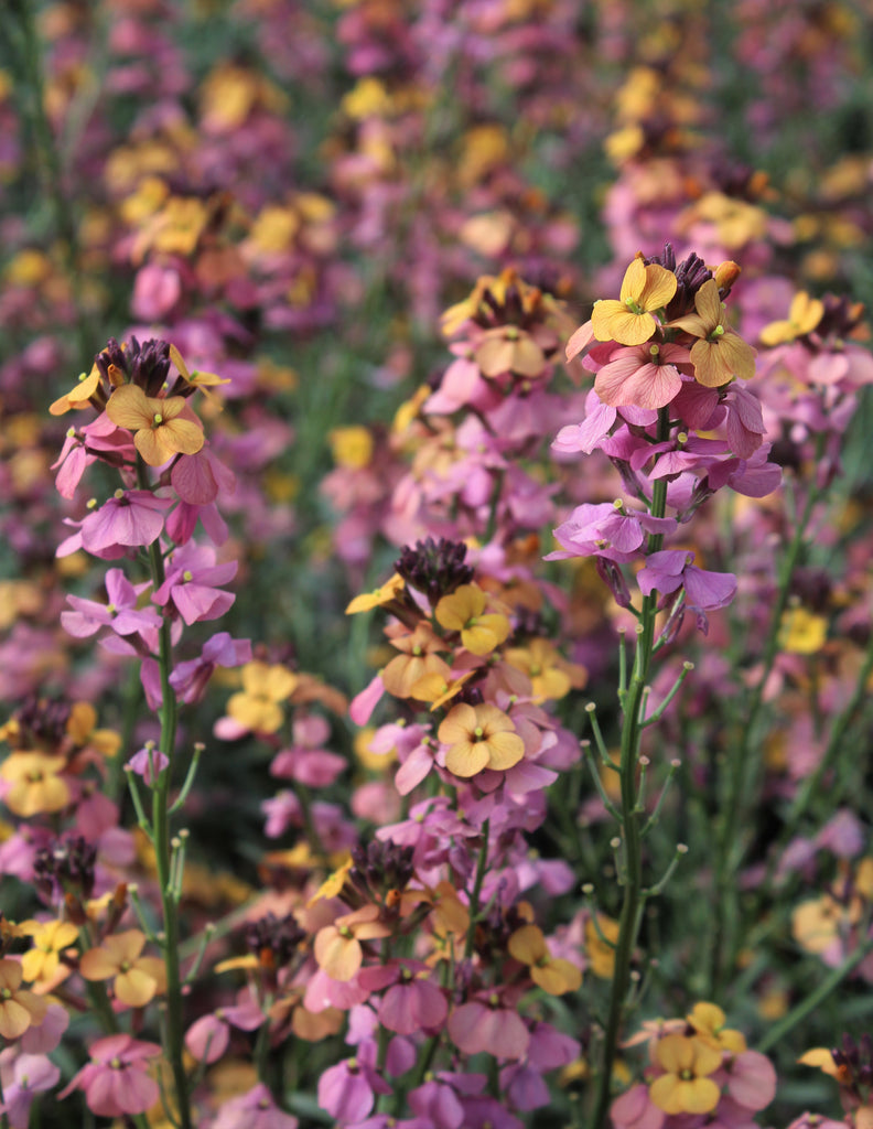 Erysimum x 'Super Bowl Sunset'