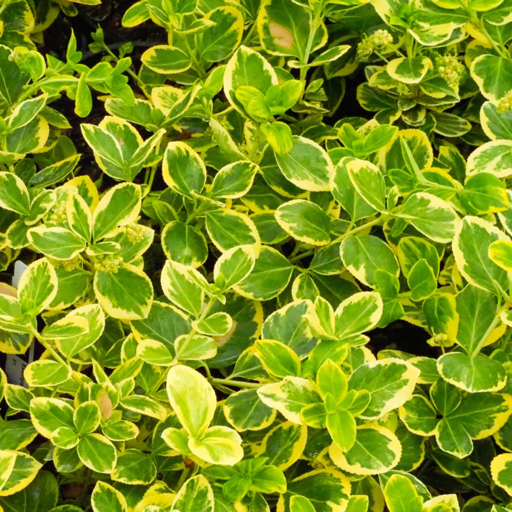 Euonymus f. 'Canadale Gold' (COPF)