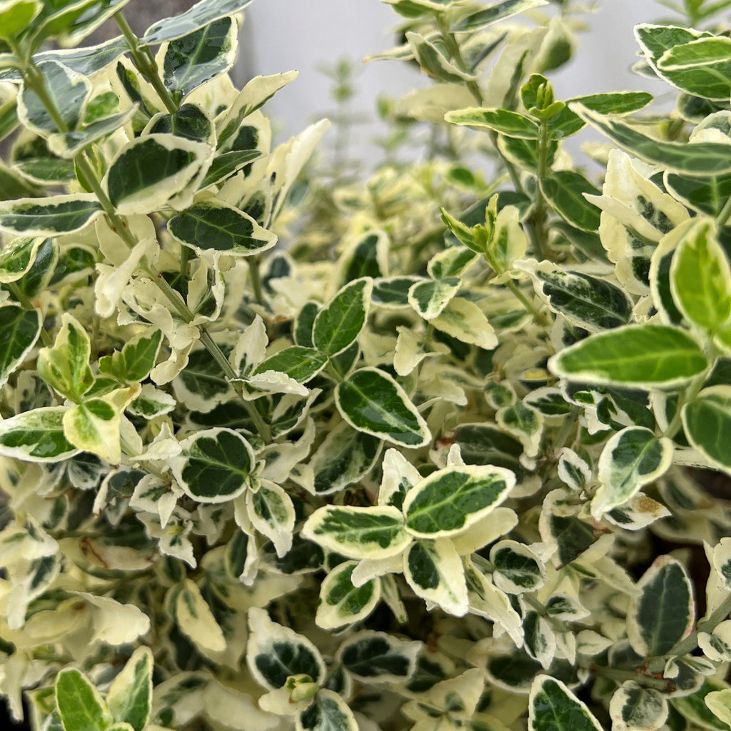 Euonymus f. 'Dan's Delight' PP26003