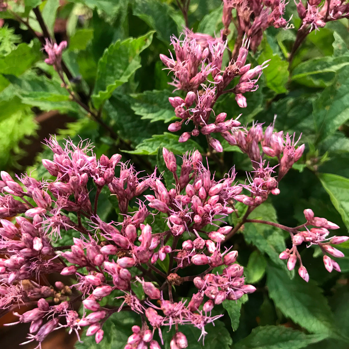 Eupatorium purpureum Euphorbia™ Ruby PPAF