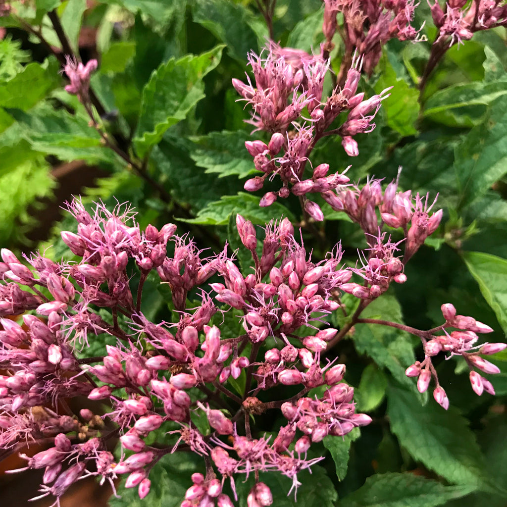 Eupatorium purpureum Euphorbia™ Ruby PPAF