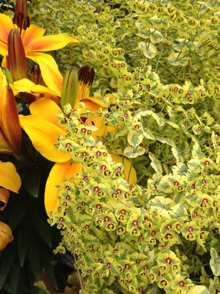 Euphorbia 'Ascot Rainbow'