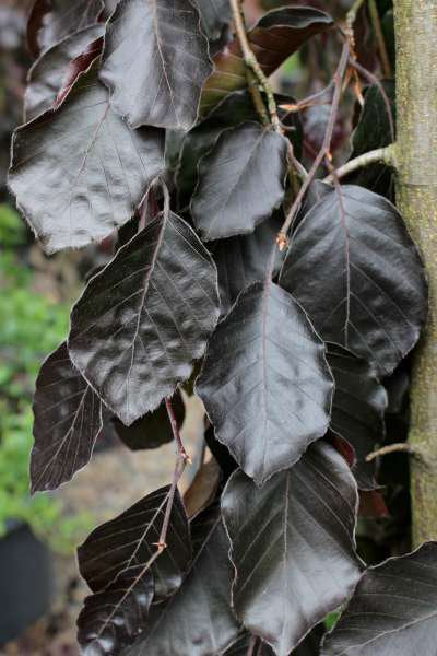 Fagus s. 'Purple Fountain'
