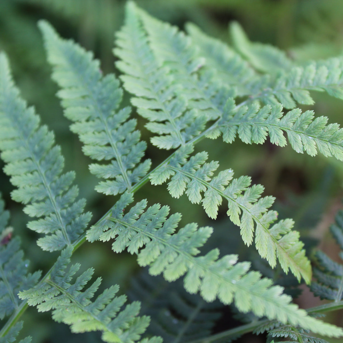 Fern, Athyrium angustum 'Lady in Red'
