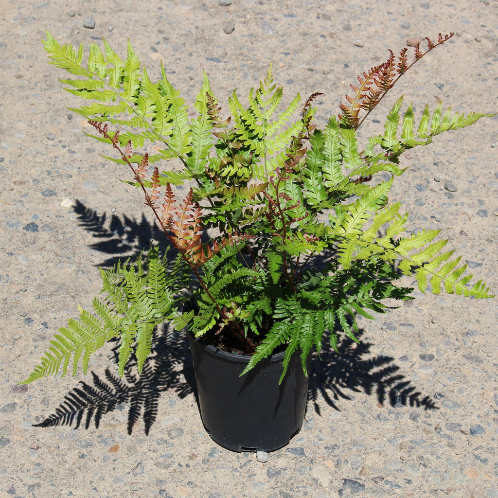 Fern, Dryopteris erythrosora - Autumn Brilliance
