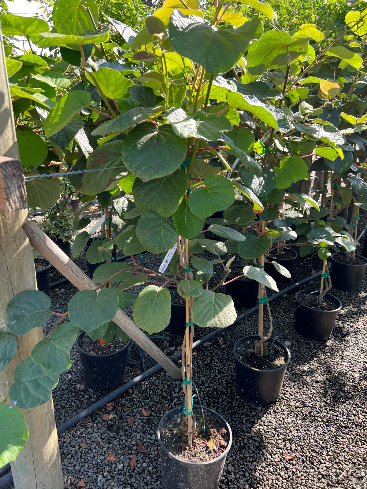 Actinidia chinensis 'Hayward' (Female)