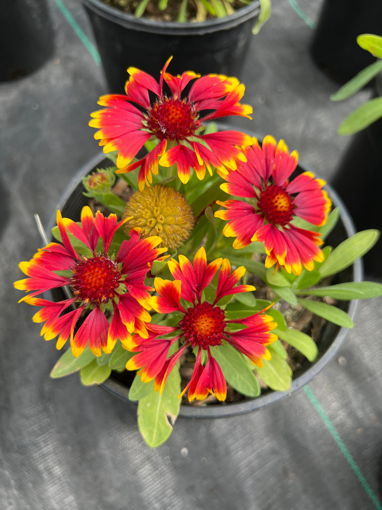 Gaillardia aristata 'Spintop Orange Halo' PP29205