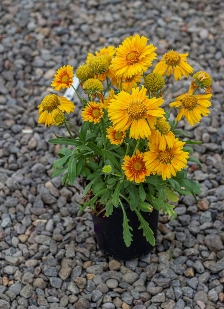 Gaillardia 'Arizona Apricot'