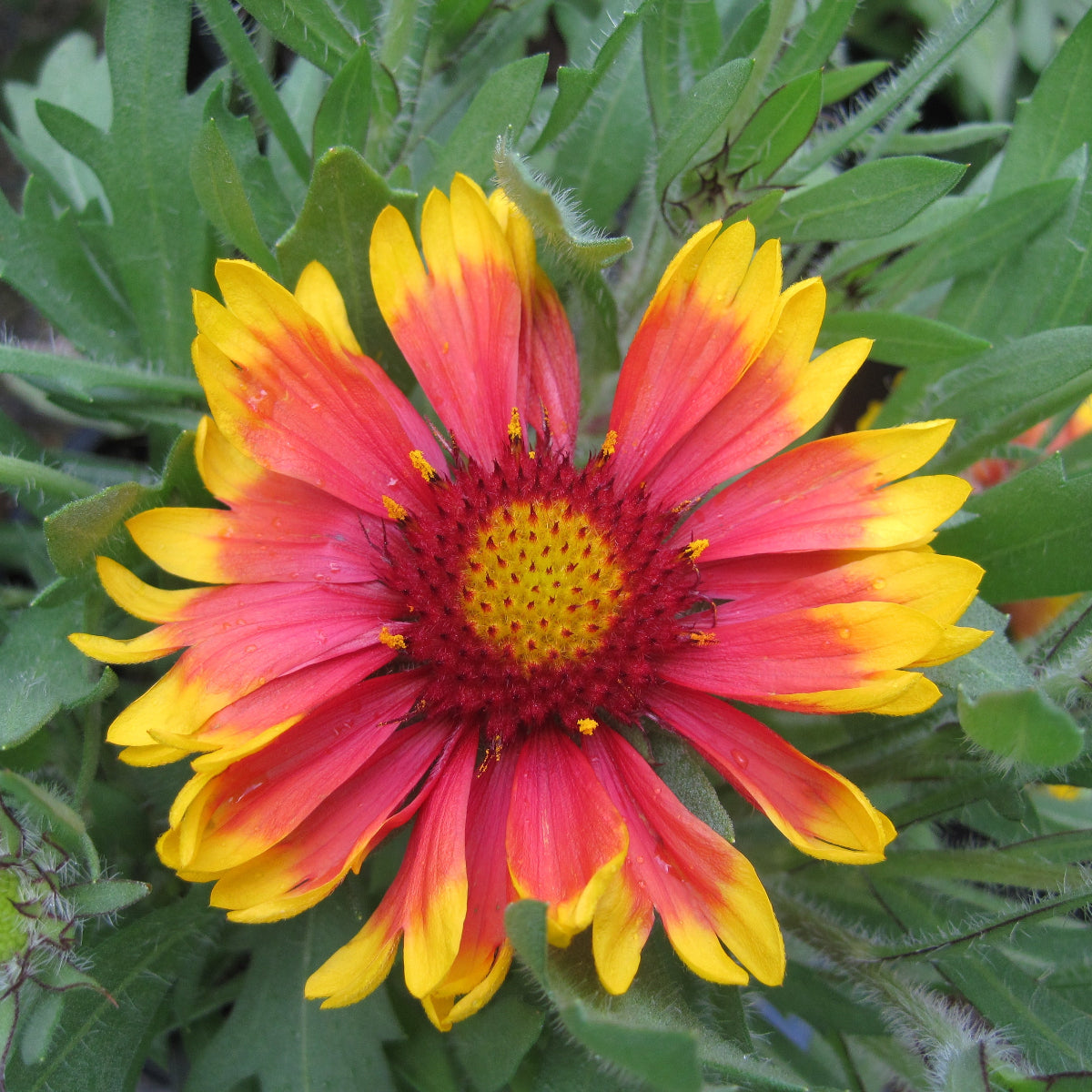 Gaillardia 'Goblin'